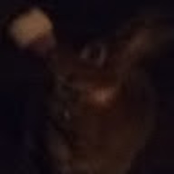 Meet your Posher, Ellie - Picture 1 of 1